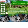 canil-candy-s-garden